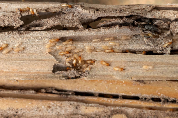 Best Ant Control Services  in Sidney, IL