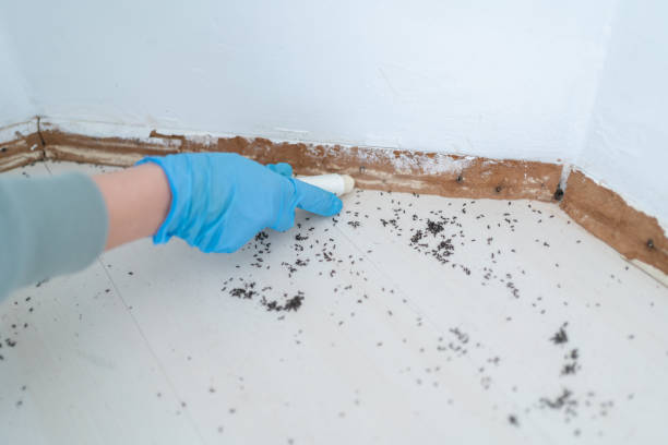 Trusted Sidney, IL Pest Control Experts